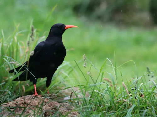 Chough in rain © Paradise Park