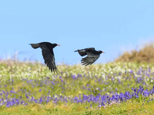 Two flying chough