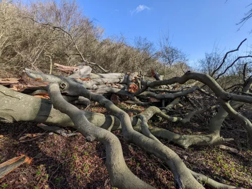 Storm damage at a Kent Wildlife Trust reserve