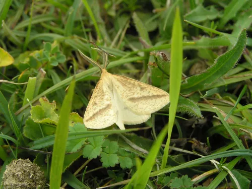 Straw Belle Moth on grass at Lydden Temple Ewan