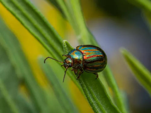 A shiny green and red rosemary beetle