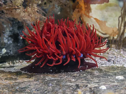 Beadlet anemone