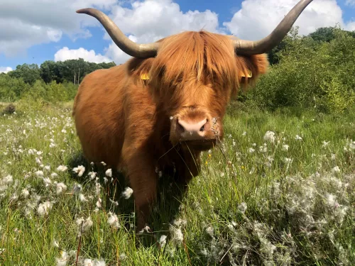 hghland cattle in hothfield heathlands bog