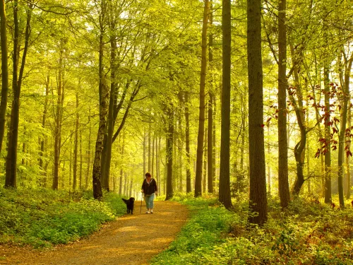 Dog walk through woodland forest