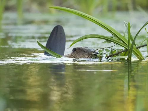 Baby beaver at Ham Fen by Terry Whittaker