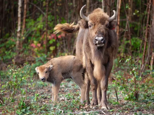 Bison calf and mum Wilder Blean