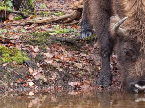 Bison drinking water