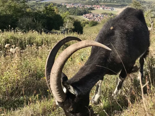 Feral goats