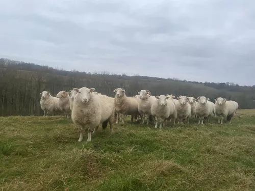 White-faced woodland sheep