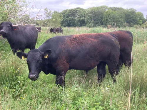 Angus X cattle