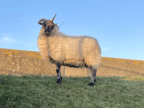 Shetland X sheep