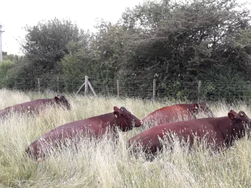 Sussex cattle