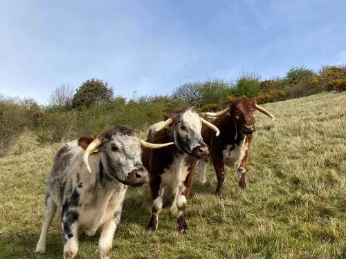 Longhorn cattle