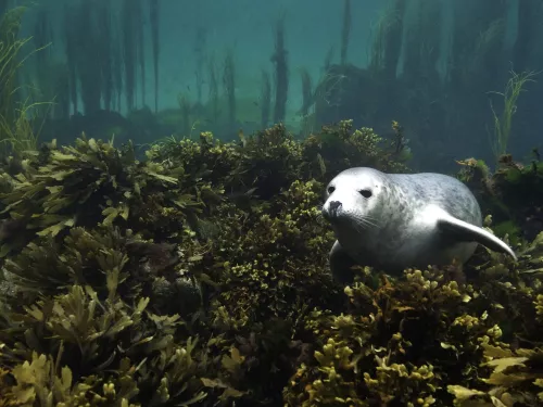 Grey Seal Pup In Seaweeds