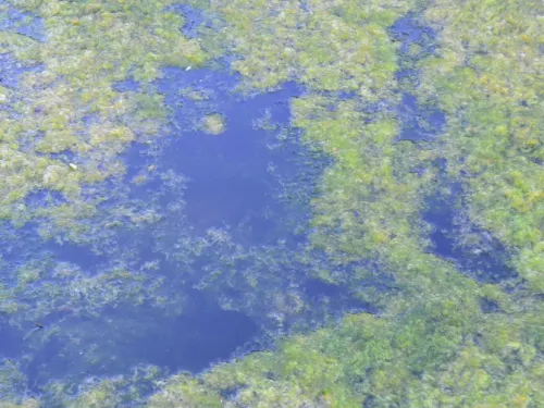 Algal blooms in river