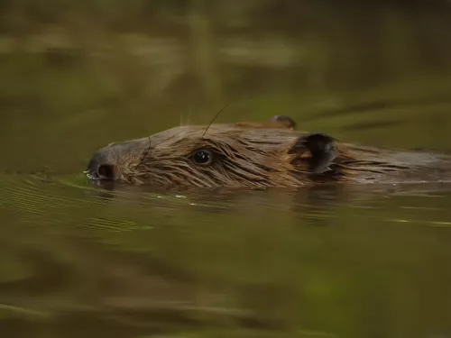 Beaver swimming with its head just above the water