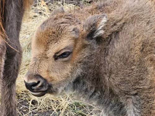 Bison calf