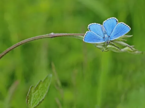 Adonis blue (c) KWT