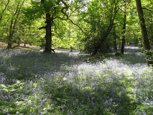 Bluebells at Ashford Warren amongst trees