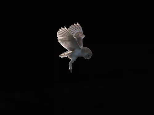 Barn owl hunting at night by Donald Sutherland