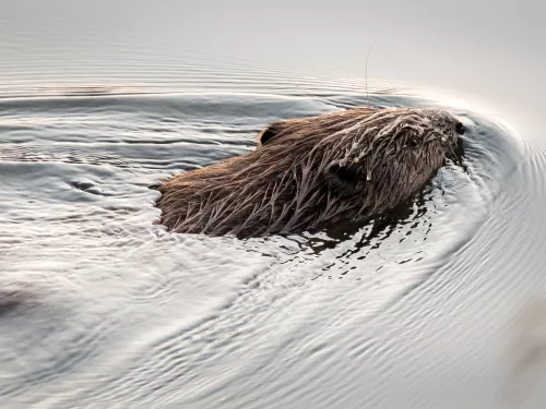 Beaver at Loch of the Lowes, Scottish Wildlife Trust © Ron Walsh