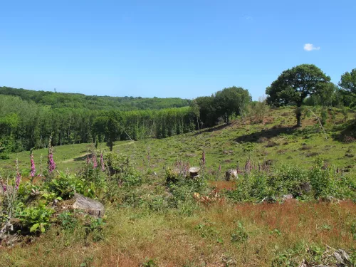 Bigbury camp nature reserve view of orchids over landscape