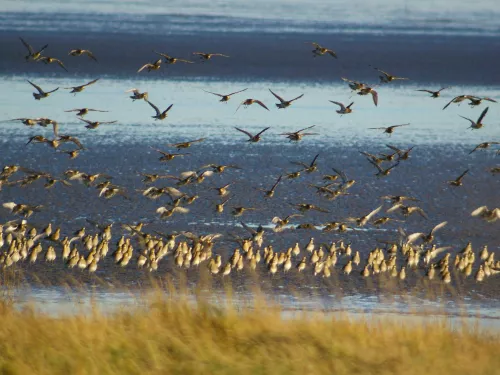 Birds at Sandwich and Pegwell Bay by Ian Andrews