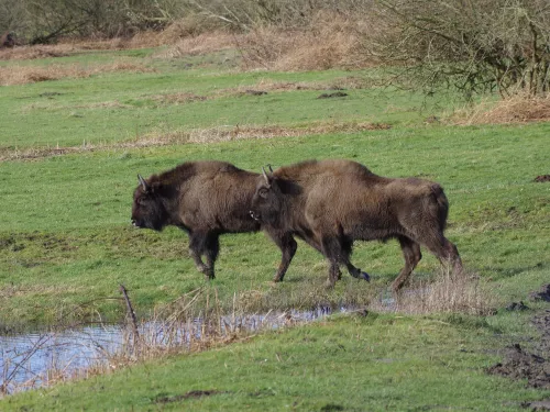 Bison Netherlands - Amanda Fegan