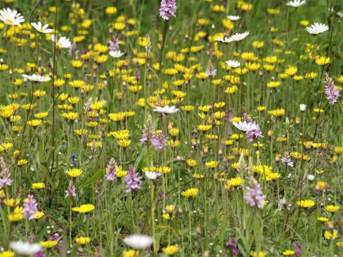 Bluebell Hill nature reserve