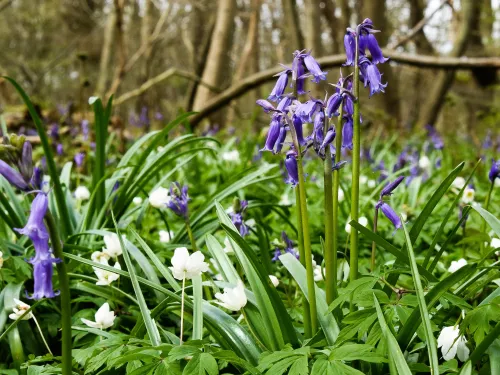 Bluebells and anenomes at covert wood by Tim Horton