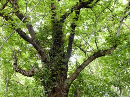 Brewers Wood veteran tree by Greg Hitchcock