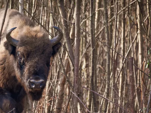 Bison bull looking at camera camouflaged with trees behind him by Donovan Wright