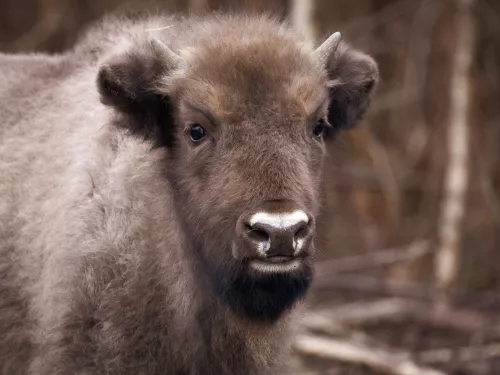 Bison calf ©Donovan Wright