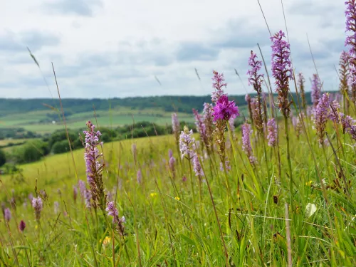 Chalk downland, Fackenden Down - Beth Hukins