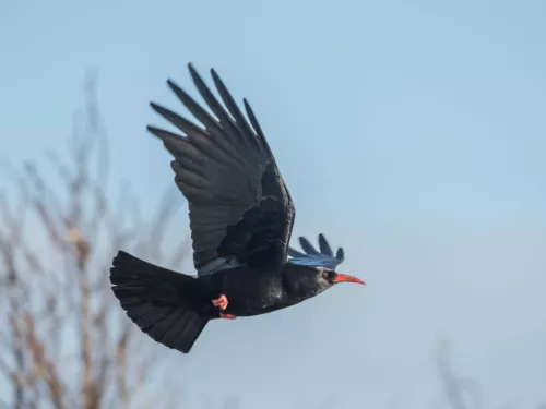 red-billed chough flying in the sky with its wing spread out ©Janet Packham