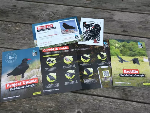 Chough adoption pack