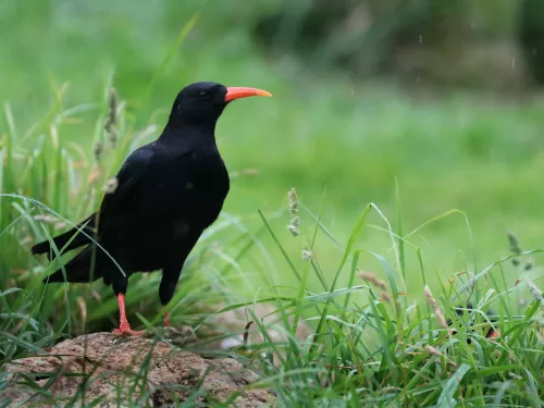 Chough in the rain © Paradise Park