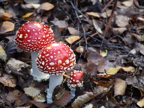 Young fly agaric mushrooms on leaf litter in the woodland - Tim Horton