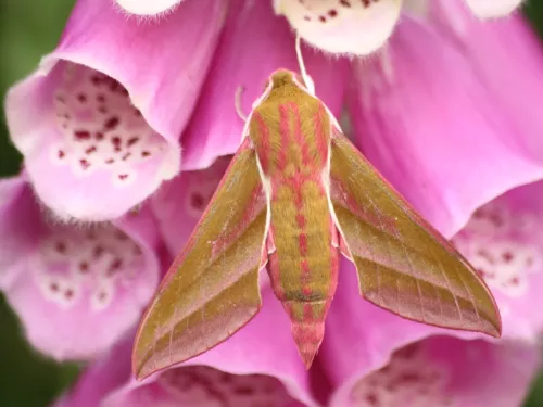 Elephant hawk-moth ©Tom Hibbert