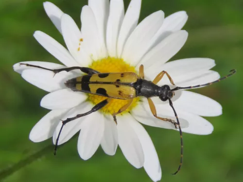 Flower beetle oxeye daisy © Anne Rowe