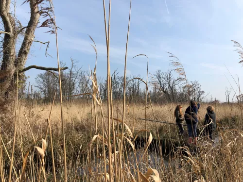 Ham Fen safari in March 2022. A guide points out across the reedbeds whilst 2 members of the group look out by Louise Matthews