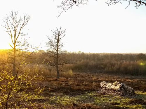 Hothfield Heathlands in the sun by Ian Rickards