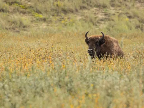 Bison Netherlands - Evan Bowen-Jones