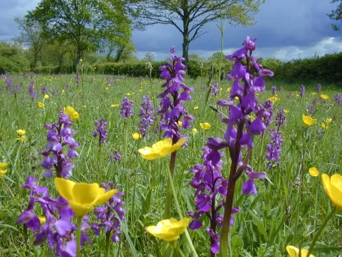 Marden Meadow