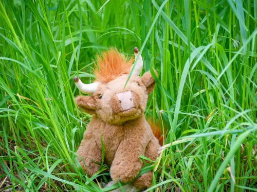 Highland Cow - Adoption Toy