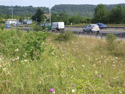 Roadside nature reserve in Kent 