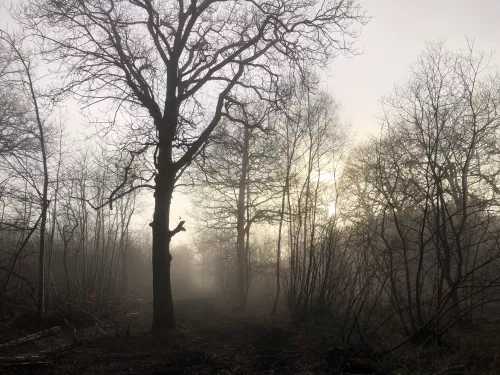 Silhouette of trees in a misty morning at the Blean by Donovan Wright