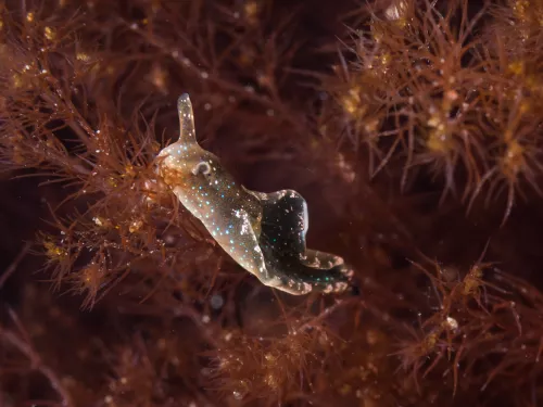 Solar-powered sea slug ©Dan Bolt