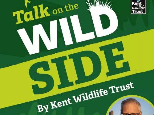 Talk on the wild side podcast artwork by Katy McCarten