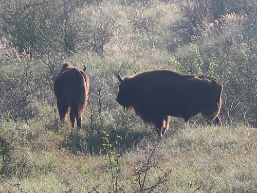 Bison in Blean Woods by Tom Gibbs